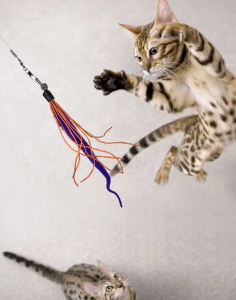 Wiggly Wand Cat Toy