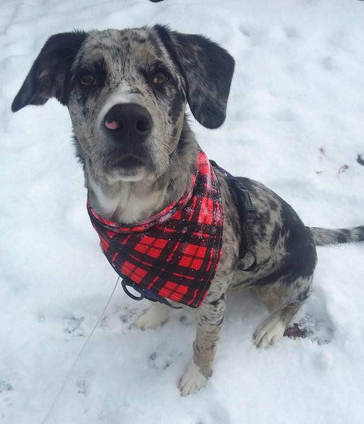 Snowflake Plaid Bandana